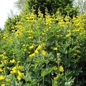 Thermopsis lanceolata